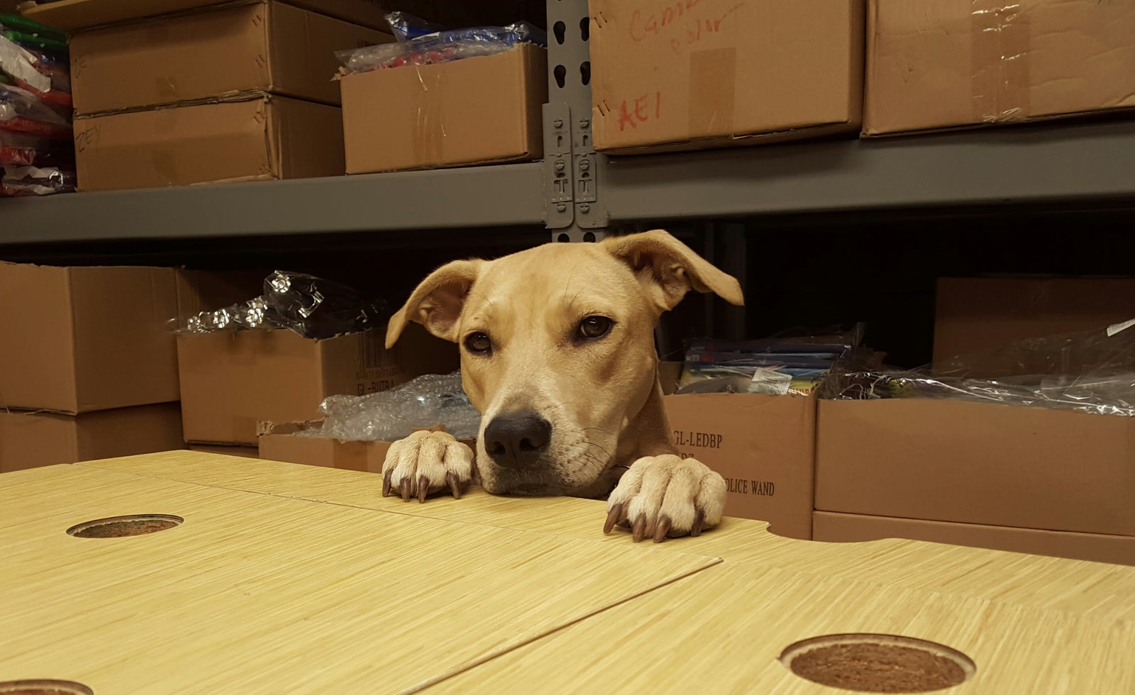 Perro de la tienda con las patas en el mostrador