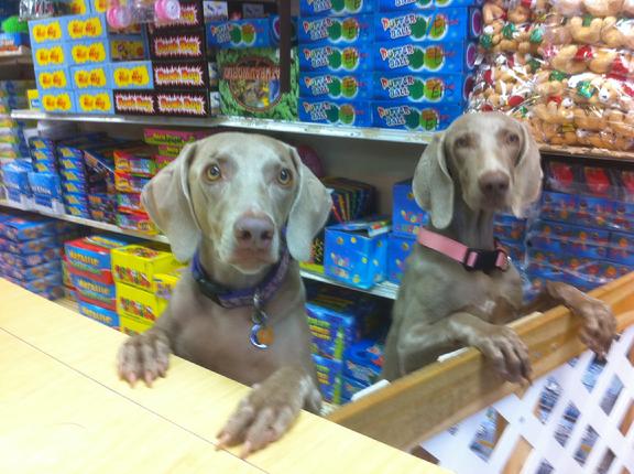 Dos perras de la tienda asomadas al mostrador